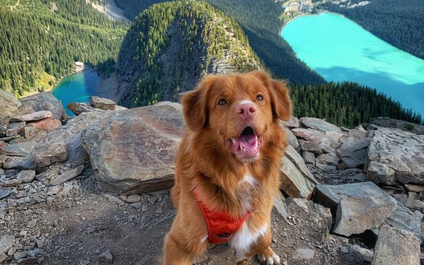 Rocky Mountain Dog: Inspiring dog owners to explore the great outdoors