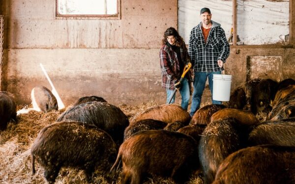 Ferme Sanglier des Bois: creating a digital farm in pandemic times