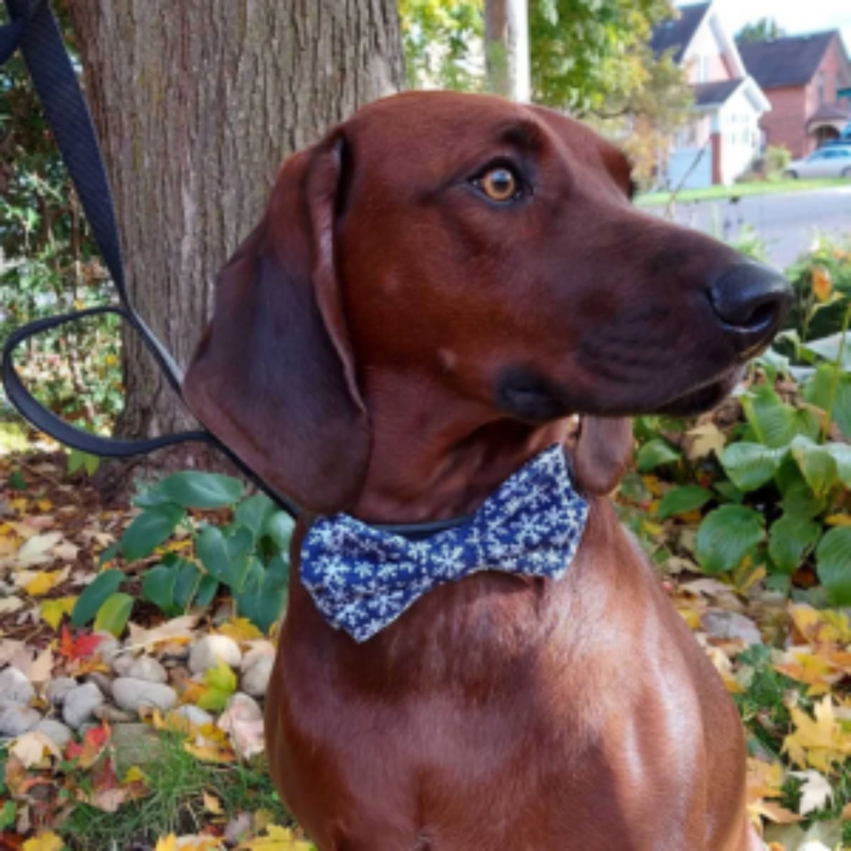 Wigglesandwhiskers.ca