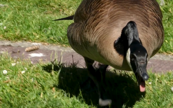 With “Cybersecurity that bites back,” CIRA unleashes the fierceness of the Canada goose in a new ad campaign