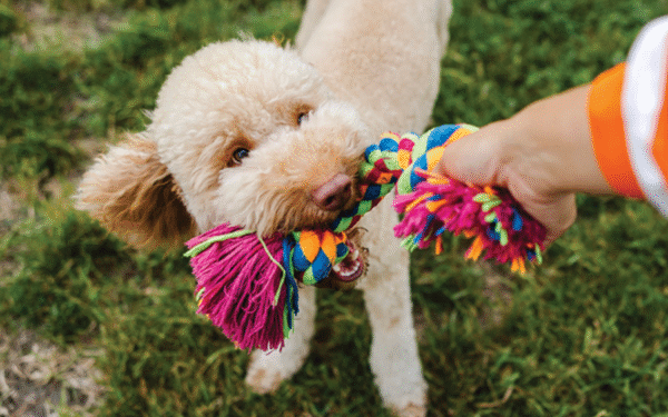 Say “I ruff you” with perfect pet gifts