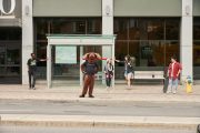 Moose waits for bus